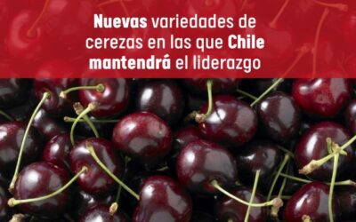 New varieties of cherries in which chili will maintain leadership